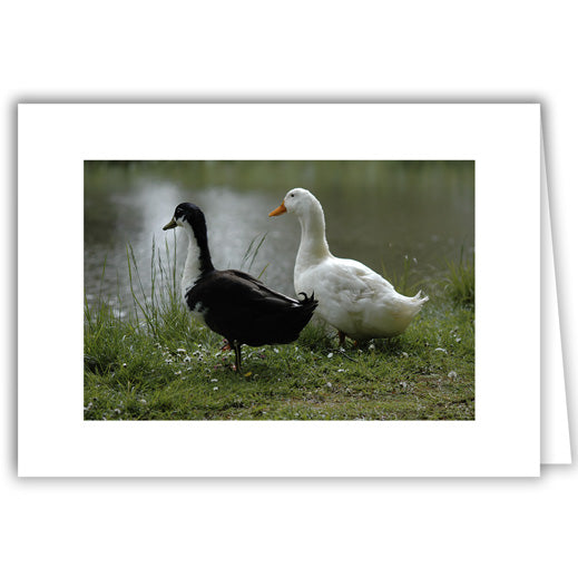 Helen Eddy photo card - Two Ducks Black & White - Item 128D-58