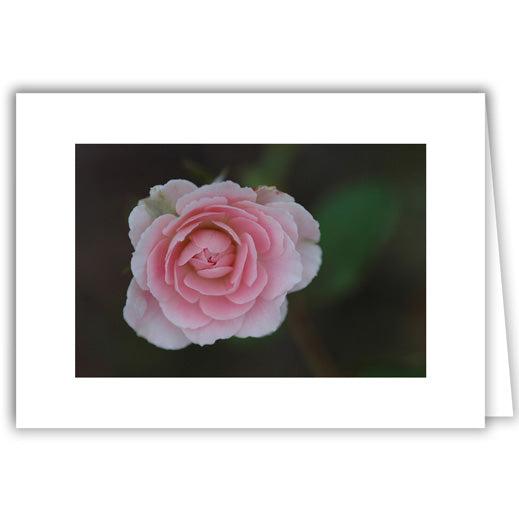 Helen Eddy photo card - Pink Rose - Item 130D-67