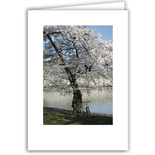 Helen Eddy photo card - Cherry Tree with Bike - Washington DC - Item 140d-91