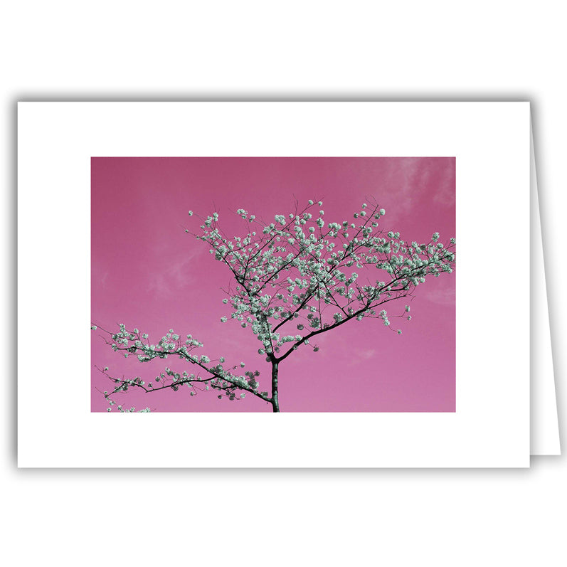 Helen Eddy photo card - Cherry Blossoms Against Pink Sky - Washington DC - Item 140d-51