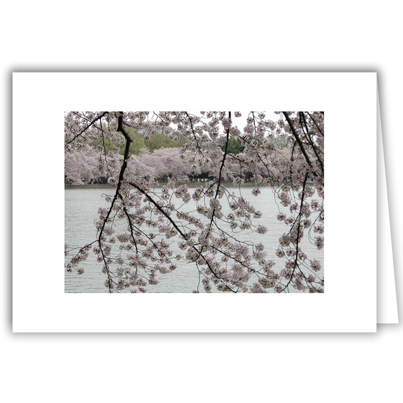 Helen Eddy photo card - Cherry Blossoms Bushes and Trees - Washington DC - Item 140d-66