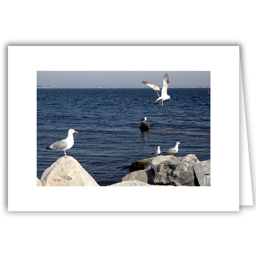 Helen Eddy photo card - Seagull on Rock - Item 141D-86
