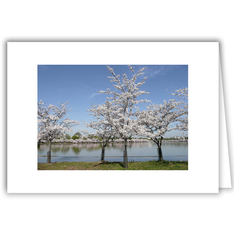 Helen Eddy photo card - Cherry Trees at Lagoon - Washington DC - Item 152d-02