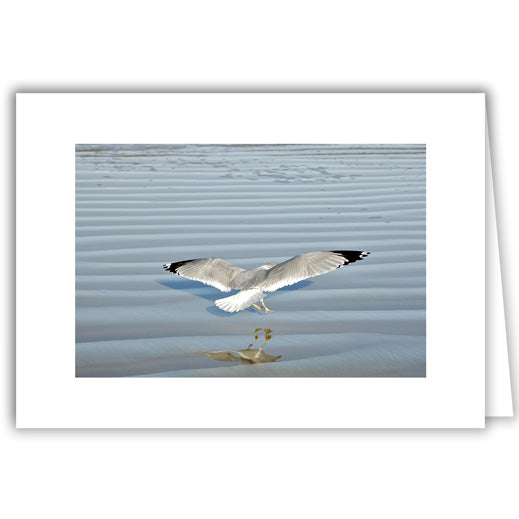 Helen Eddy photo card - Seagull Airborne and Reflection - Florida - Item 160D-50