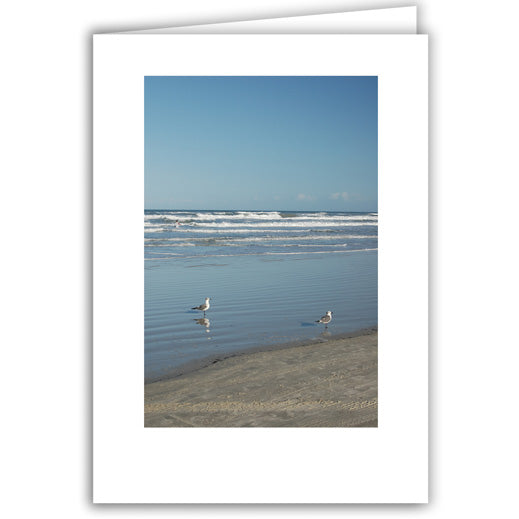 Helen Eddy photo card - Sea Birds with Sand - Florida - Item 162D-16