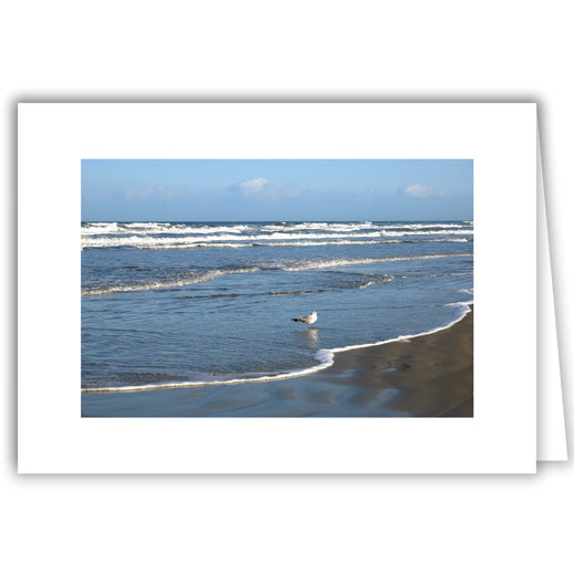 Helen Eddy photo card - Seagull in Shallow Waves - Florida - Item 162D-31