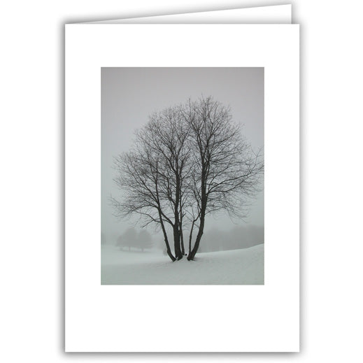 Helen Eddy photo card - Snow Dotted Tree - Winter - Item 18D-64
