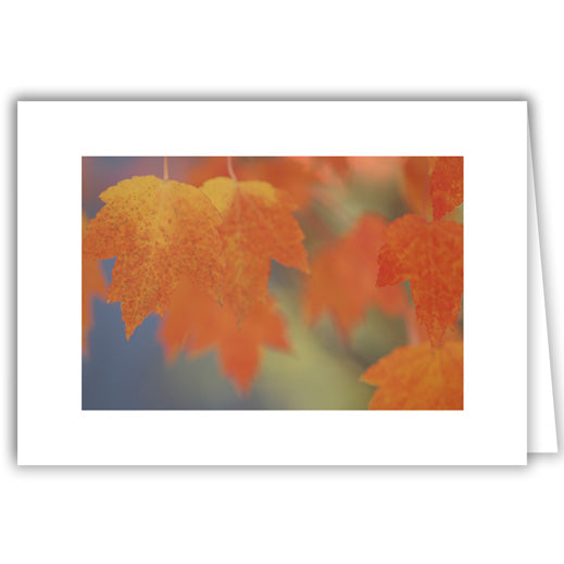 Helen Eddy photo card - Autumn Leaves - Item 19D-01