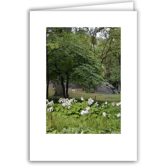 Helen Eddy photo card - Central Park, NY - Item 200d-93