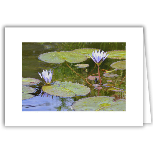Helen Eddy photo card - Waterlily Lilypads - Item 201D-50
