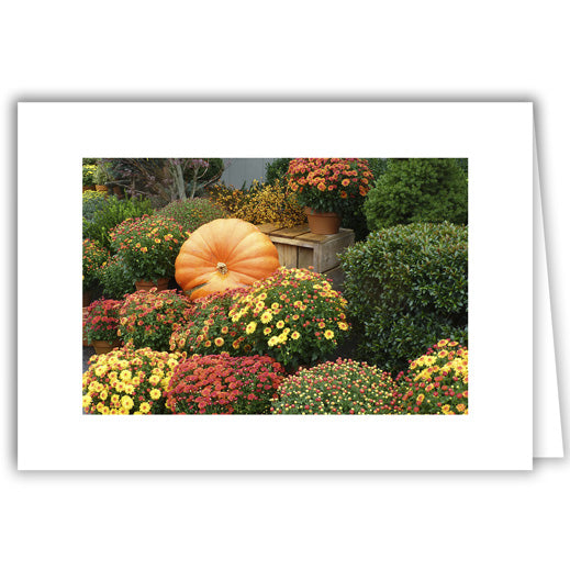 Helen Eddy photo card - Pumpkin in a Mum Patch - Item 204D-89