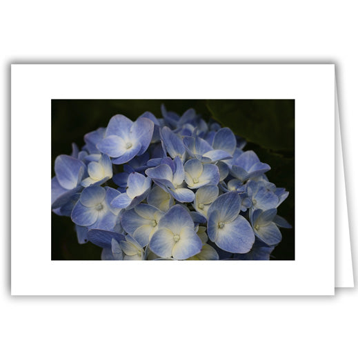 Helen Eddy photo card - Hydrangea Sitting - Item 213D-84