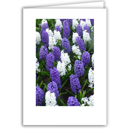 Helen Eddy photo card - Purple and White Hyacinths - Item 221D-55