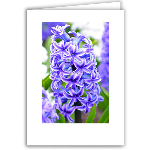 Helen Eddy photo card - Blue Hyacinth - Item 221D-61
