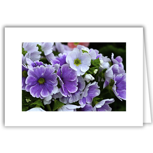 Helen Eddy photo card - Purple Flower with White - Item 222D-95