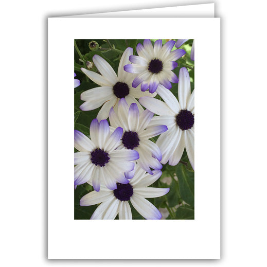 Helen Eddy photo card - White with Purple Daisies - Item 238D-17