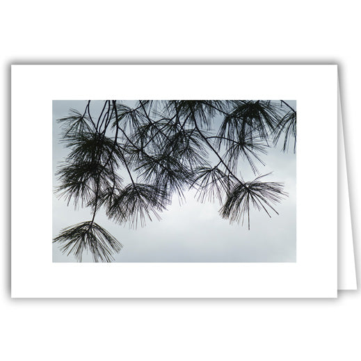 Helen Eddy photo card - Evergreen Branch - Winter - Item 266D-04