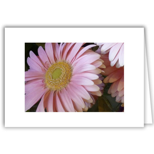 Helen Eddy photo card - Soft Pink Daisy - Item 272D-28