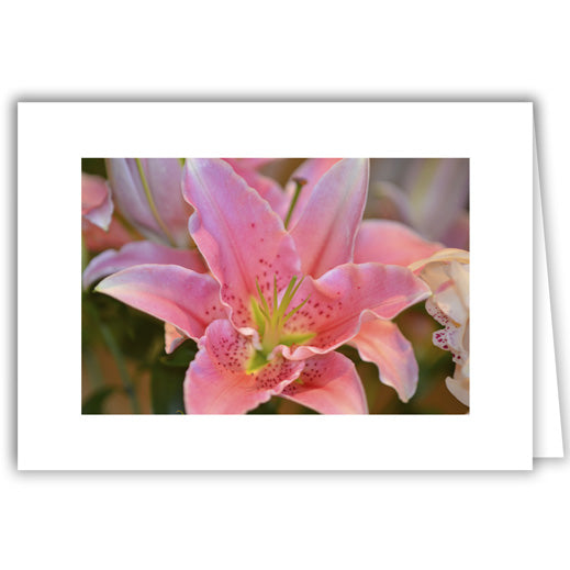 Helen Eddy photo card - Pink Lily Close-up - Item 272D-97