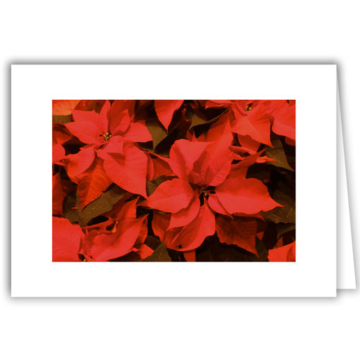 Helen Eddy photo card - Poinsettia - Winter - Item 275D-32