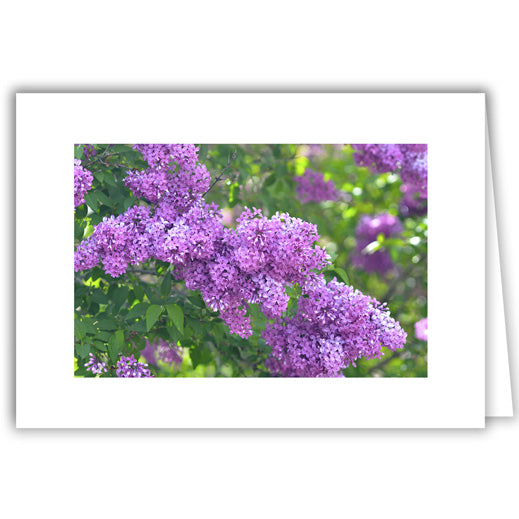 Helen Eddy photo card - Lilac in Bloom - Item 279D-46