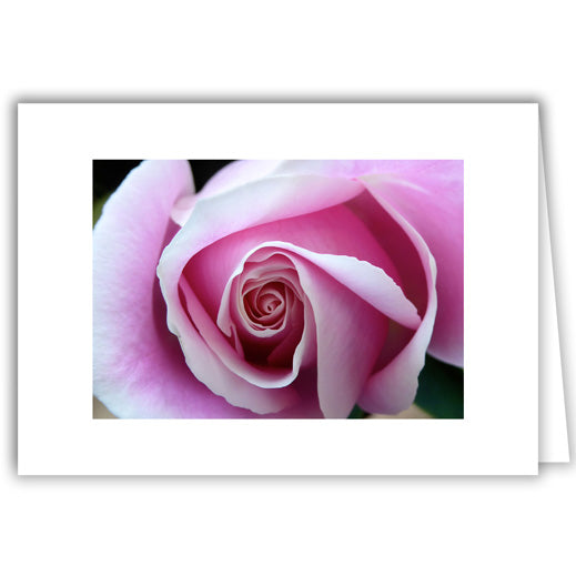 Helen Eddy photo card - Pink Rose Close-Up - Item 280D-81