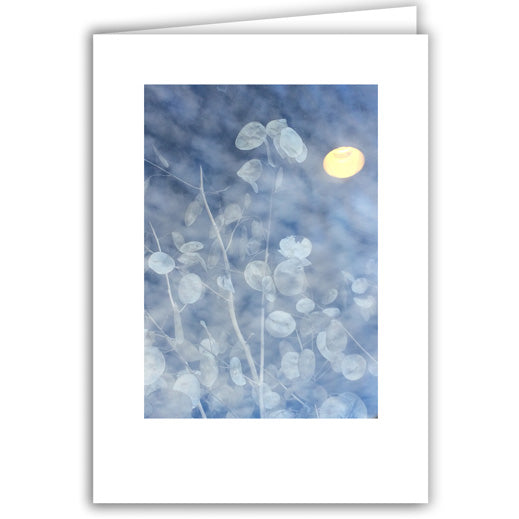 Helen Eddy photo card - Lunar Money Plant - Item 291D-31