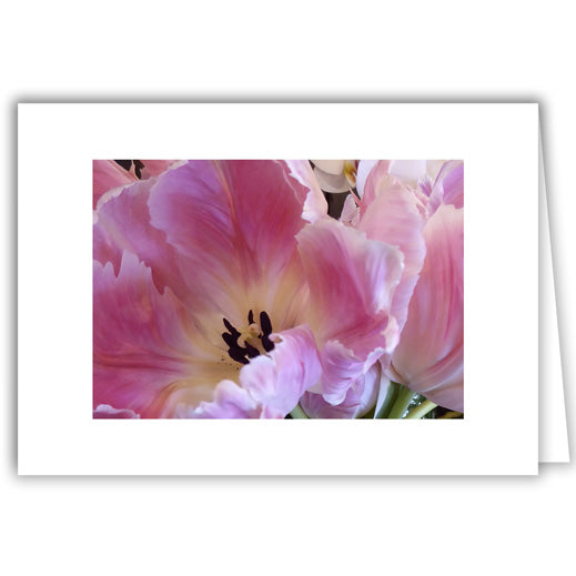 Helen Eddy photo card - Pink Tulip Close-Up - Item 292D-51