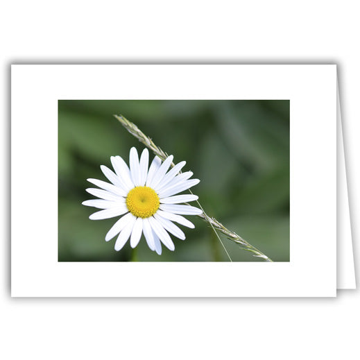 Helen Eddy photo card - Daisy with Grass - Item 295D-10