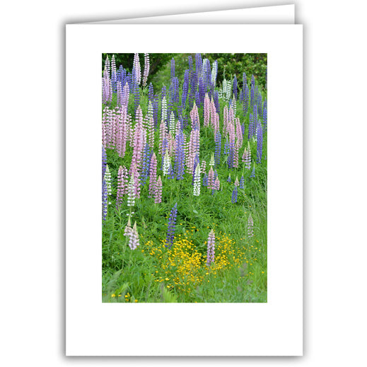 Helen Eddy photo card - Lupine and Yellow Mecardonia - Item 295D-13