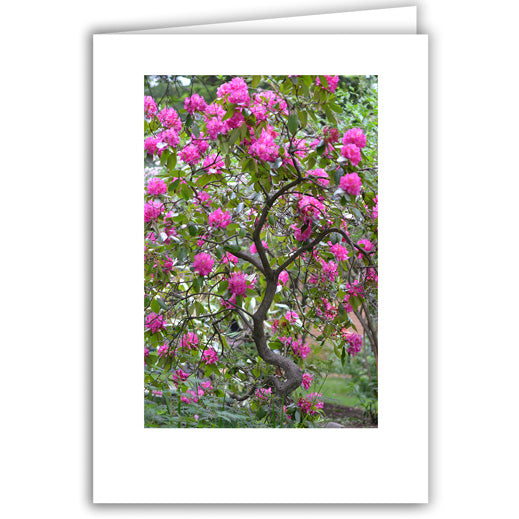 Helen Eddy photo card - Pink Rhododendron - Item 295D-26
