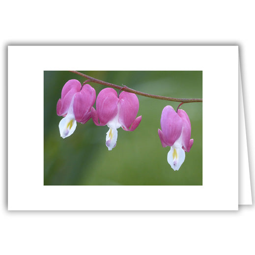 Helen Eddy photo card - Bleeding Heart Trio - Item 295D-64
