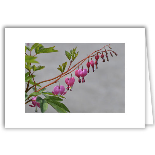Helen Eddy photo card - Bleeding Heart with Leaves - Item 297D-12