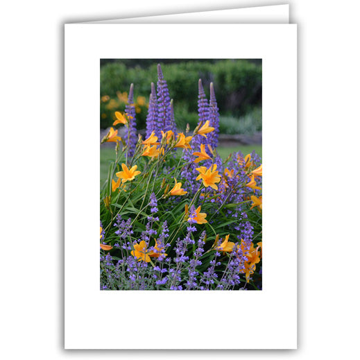 Helen Eddy photo card - Catmint, Lupine, and Daylily - Item 297D-87