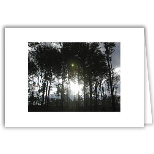 Helen Eddy photo card - Berkshire Trees - Item 2D-0305