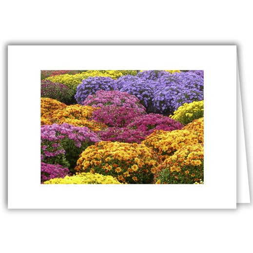Helen Eddy photo card - Mumscape - Item 310D-20