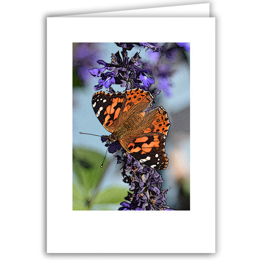 Helen Eddy photo card - Butterfly on Purple Flower - Item 311D-14