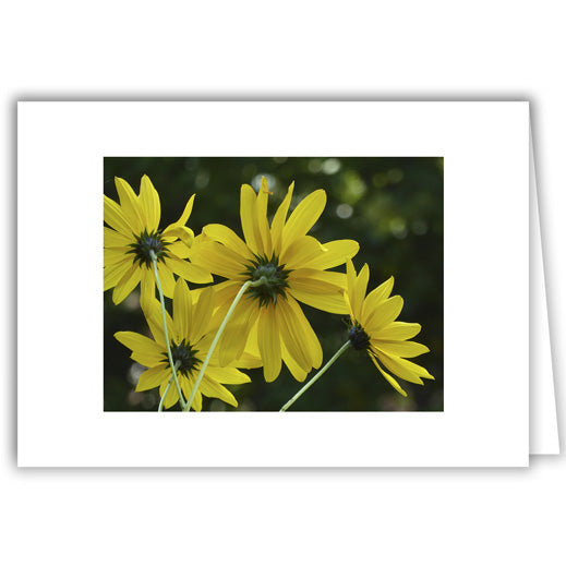 Helen Eddy photo card - Yellow Coreopsis - Item 316D-09