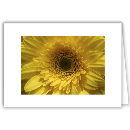 Helen Eddy photo card - Yellow Chrysanthemum - Item 316D-31
