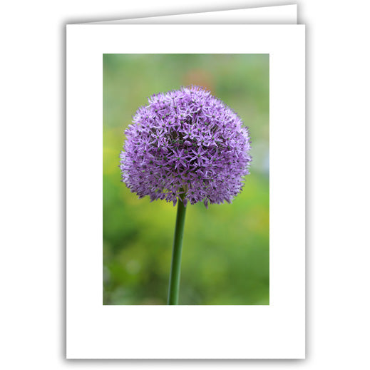 Helen Eddy photo card - Purple Allium - Item 318D-09