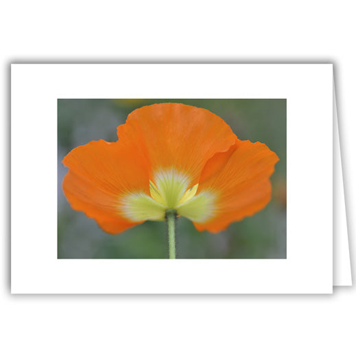 Helen Eddy photo card - Orange Poppy - Item 318D-46