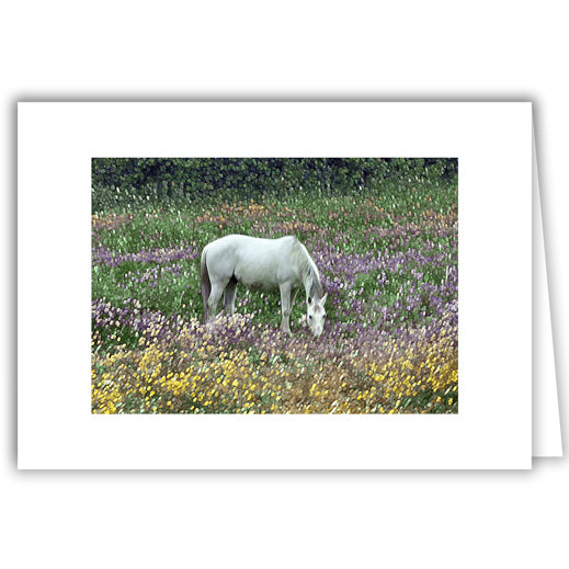 Helen Eddy photo card - Horse in Pasture - Item 318D-71