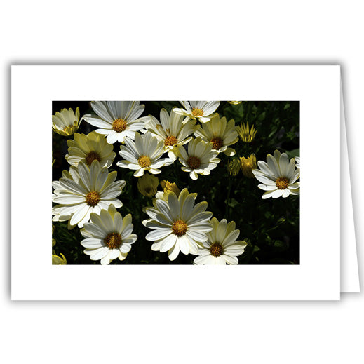 Helen Eddy photo card - White Flowers - Item 319D-02