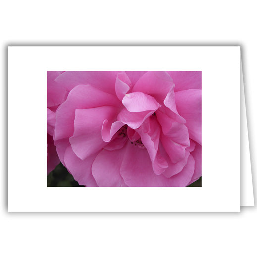 Helen Eddy photo card - Pink Rose - Item 321D-37