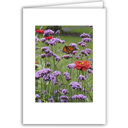 Helen Eddy photo card - Monarch Butterfly between Poppies - Peterborough, NH - Item 323D-74