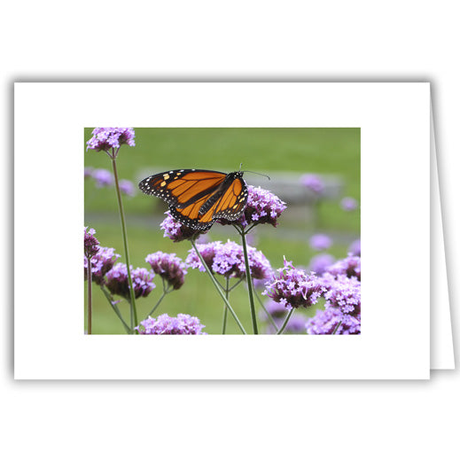 Helen Eddy photo card - Monarch Butterfly and Verbena - Peterborough, NH - Item 323D-76