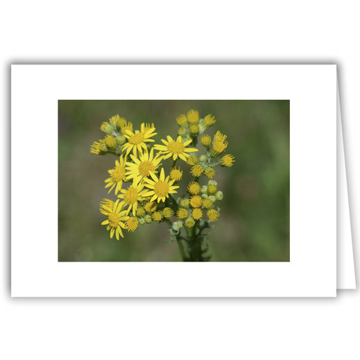 Helen Eddy photo card - Sprig of Yellow Daisies - Item 335D-52