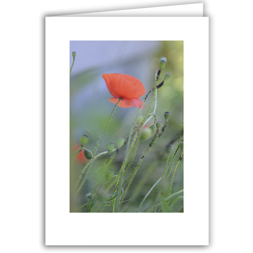 Helen Eddy photo card - Poppy - Item 335D-64