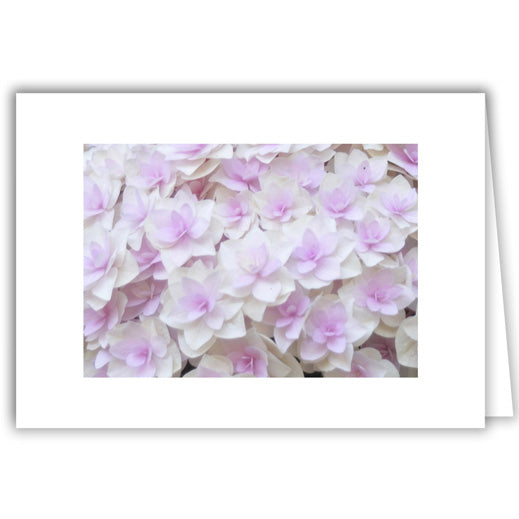 Helen Eddy photo card - Pink & White Hydrangea Motif - Item 336D-12