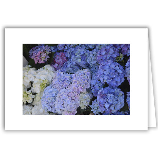 Helen Eddy photo card - Hydrangeas - Item 336D-47